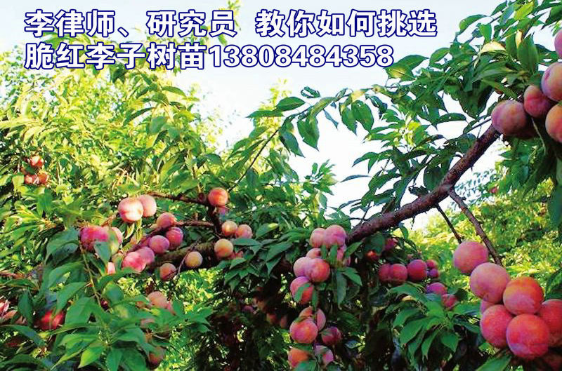 脆红李结果树 李子树苗