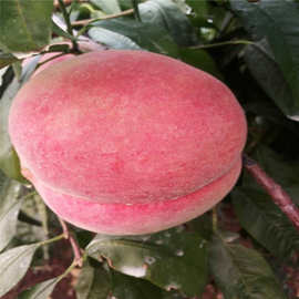 适合新疆地区种植的桃子苗 红油蟠桃 油桃桃树苗新品种 桃树价格