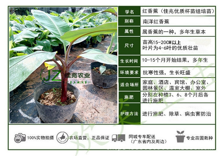 红蕉苗-修改_副本