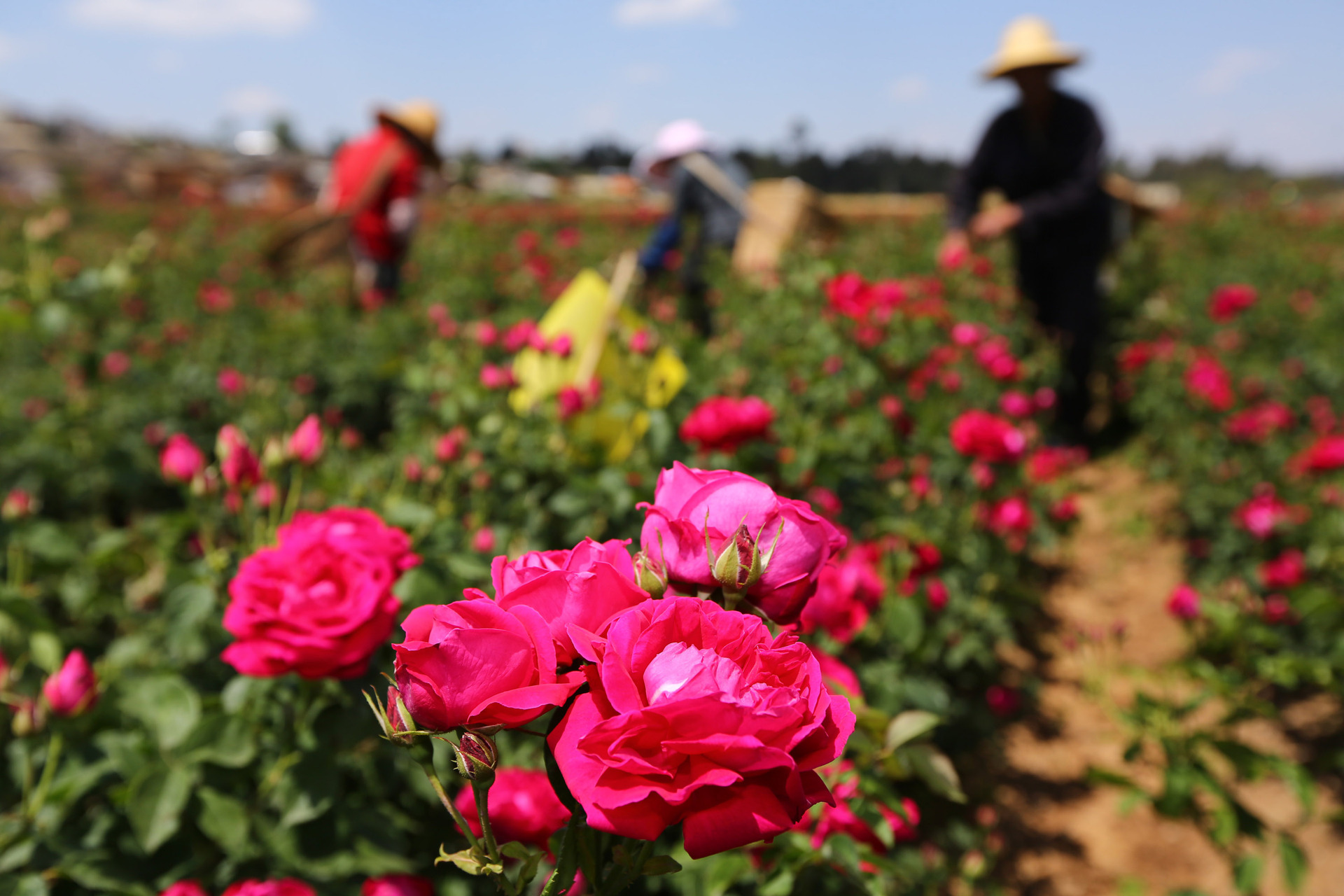 181935u0vd448vs6z803dv