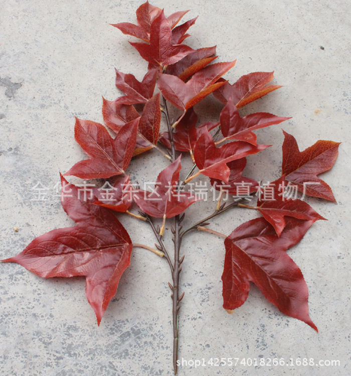 XRB-158三角枫四叉枝19叶