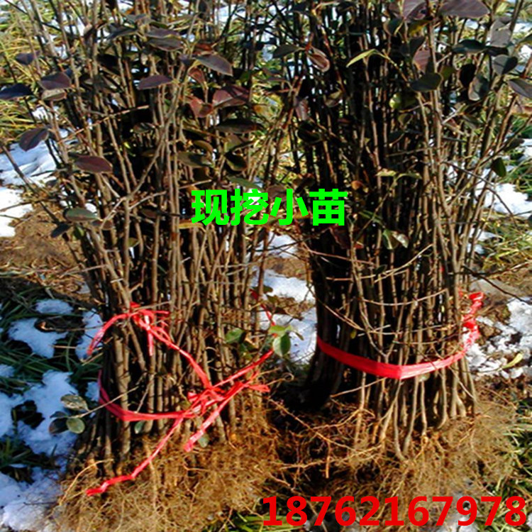 wKhQpVWvGyKEHx7JAAAAAFd9yjI356