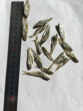 ˮ~Օ ~2-3cmחl~Z؈Z~Z ؈ʳ