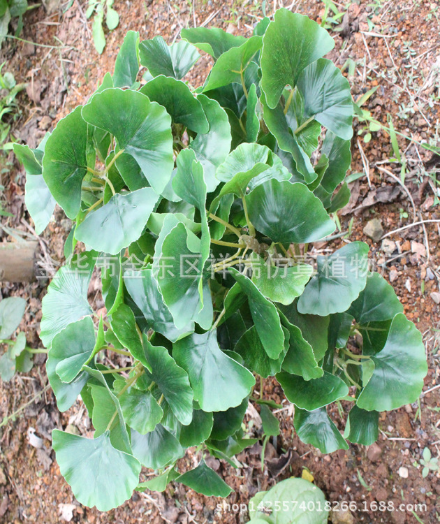 XRB-157银杏叶三叉枝15叶1