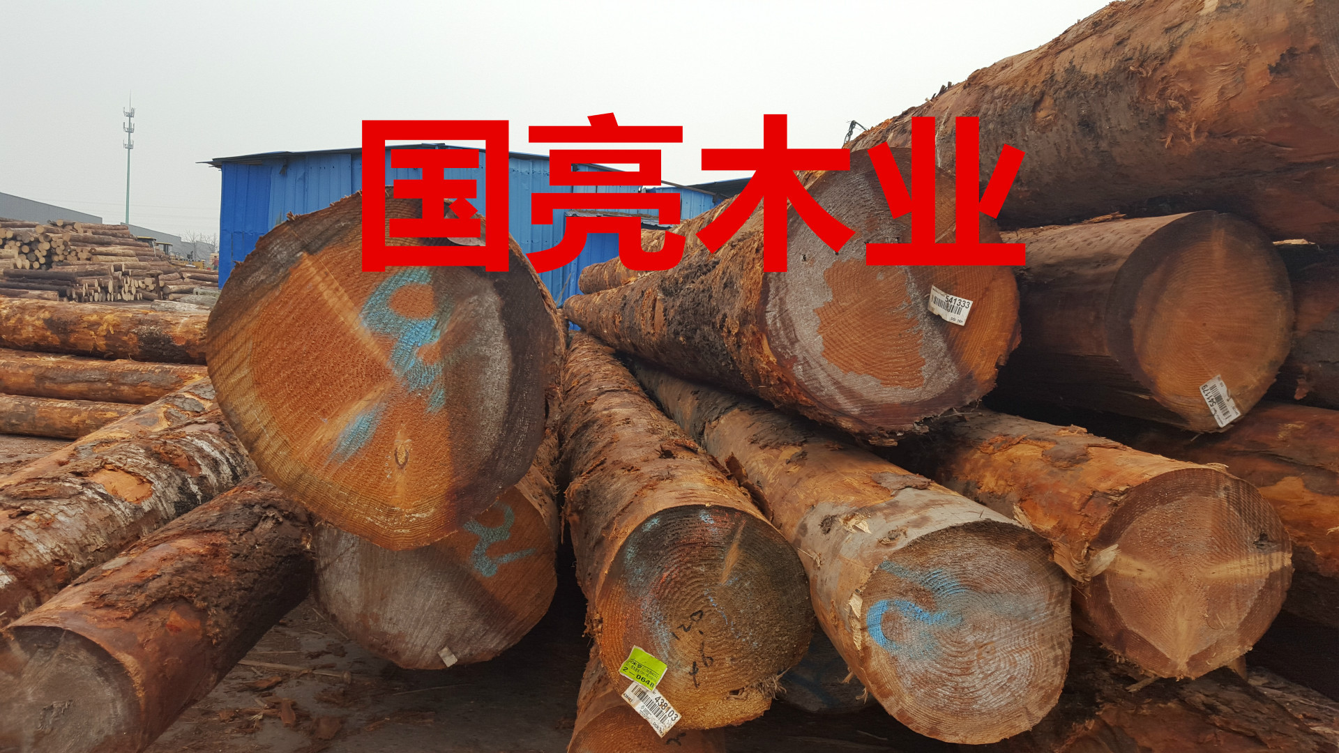 大原木花旗松 寿材木屋凉亭古建筑寺庙专供 寿材木 古建大木材|ru