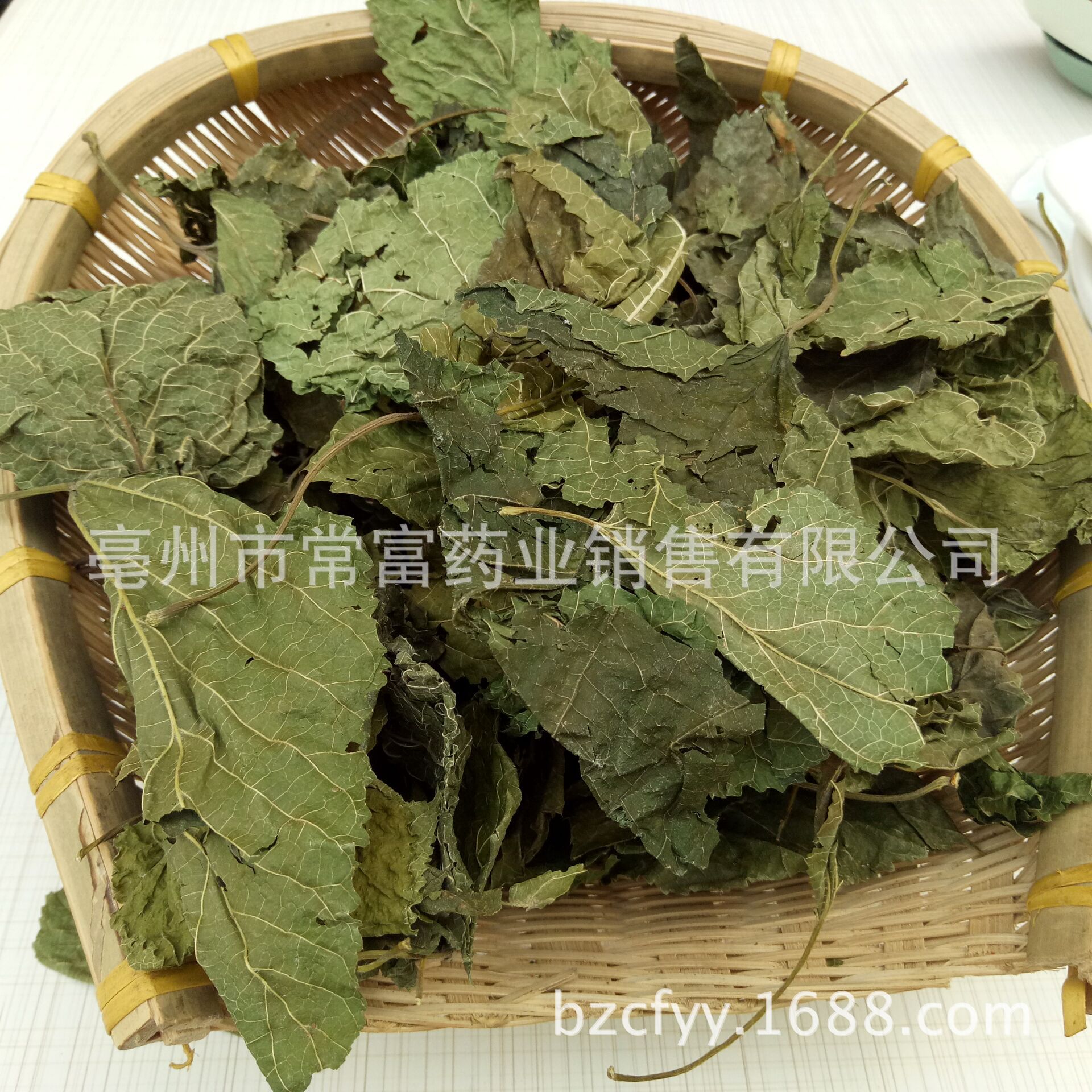 Green Mulberry Leaf Qing Sang Ye Dried Herbal Tea Leaves 500g Traditional TCM Herb specifications