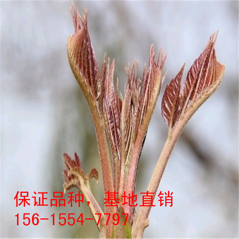 香椿芽KAO~MA}(LUA$UWI$T5BCLII