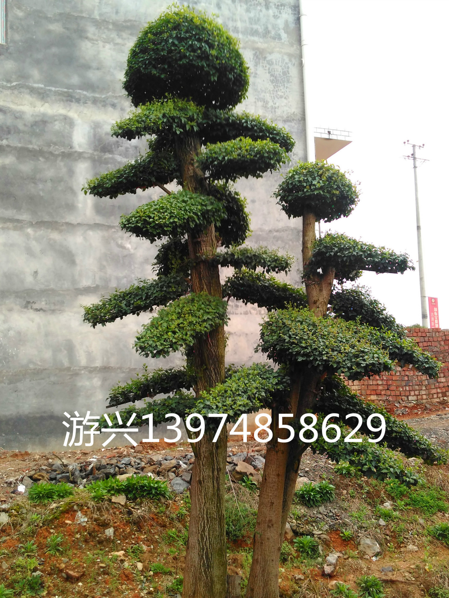 IMG_20160308_135009_副本