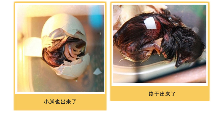 鸡蛋孵化过程5