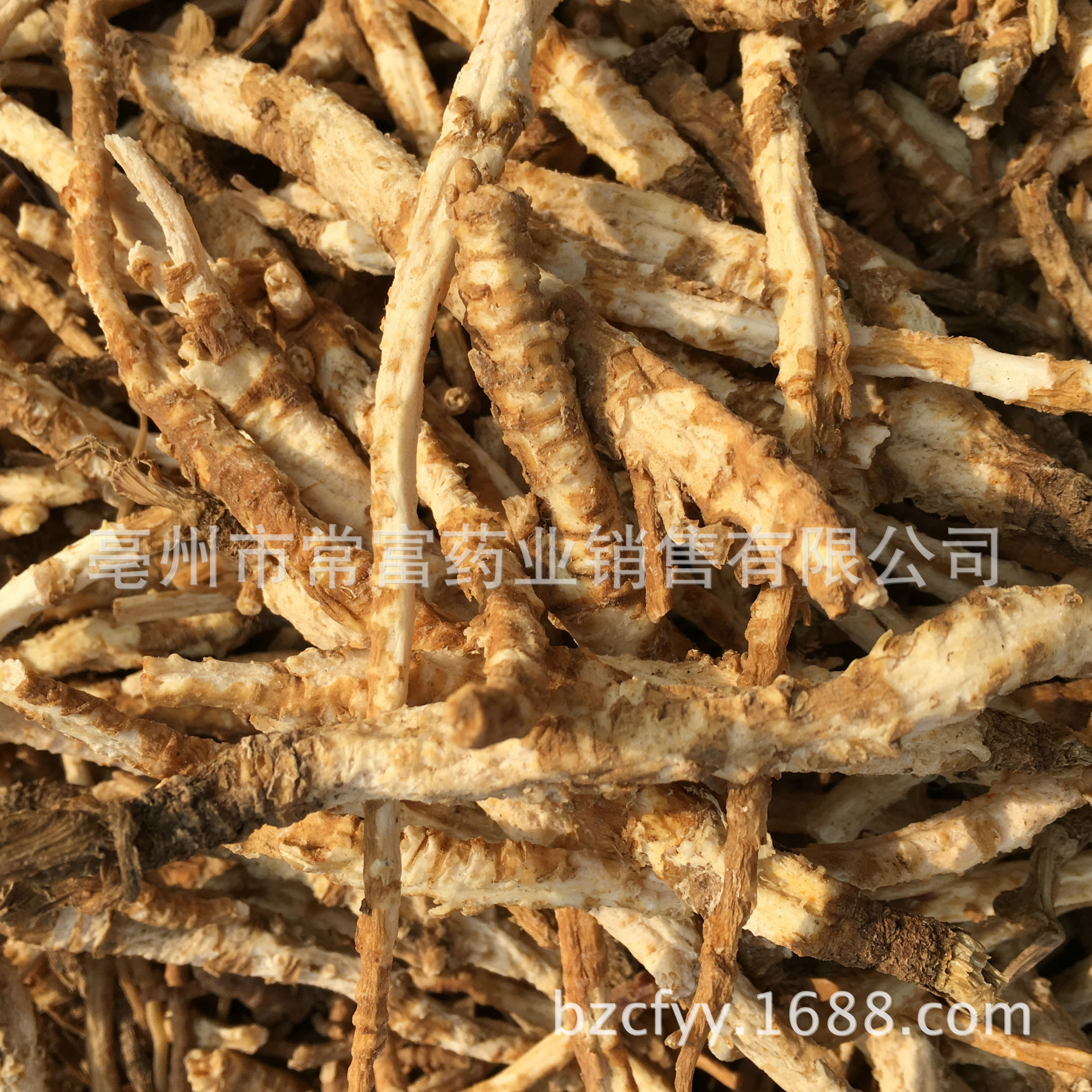 Dried North Glehnia Root Bei Sha Shen Whole Roots 500g for Culinary Herbal Soups and Decoctions quality and texture