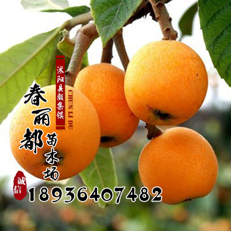 Loquat trees Varieties Wholesale fruit tree seedlings Star loquat 3-year results seedlings