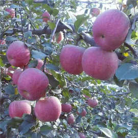 苹果苗新品种  苹果苗哪里有 晚熟嫁接苹果苗