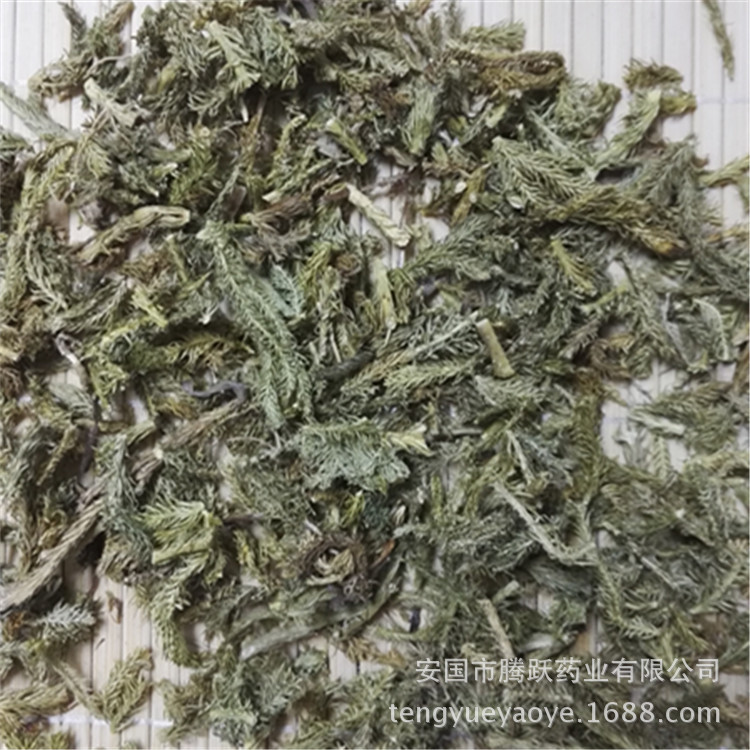 Dried Lycopodium Herb Shen Jin Cao Whole Herb Traditional TCM Botanical Wholesale quality and texture