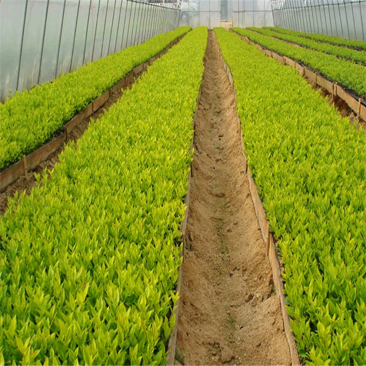 Прямые продажи проекта озеленения Jinsen privet наземный цвет блока Озеленение privet полные спецификации