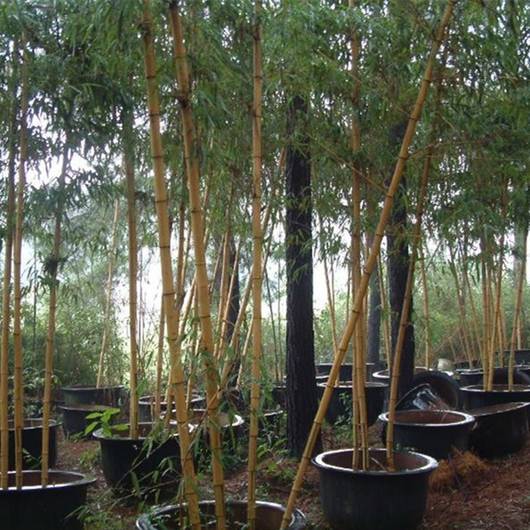 批发黄杆金竹，黄皮刚竹黄金竹黄竹黄皮竹黄竿庭院园林观赏绿化|ru