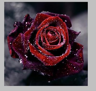 Foreign trade explosion models 5D Diamonds a living room Full bore rose Stick drill Point Drill Diamonds Cross stitch Round diamond Diamonds