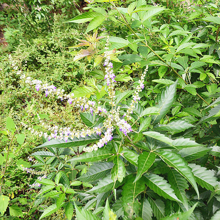 荆草图片产地,荆草的图片,荆草图片_大山谷图库