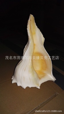 贝壳海螺，左旋螺，佛教庙宇用品，供神用品 大海螺|ms