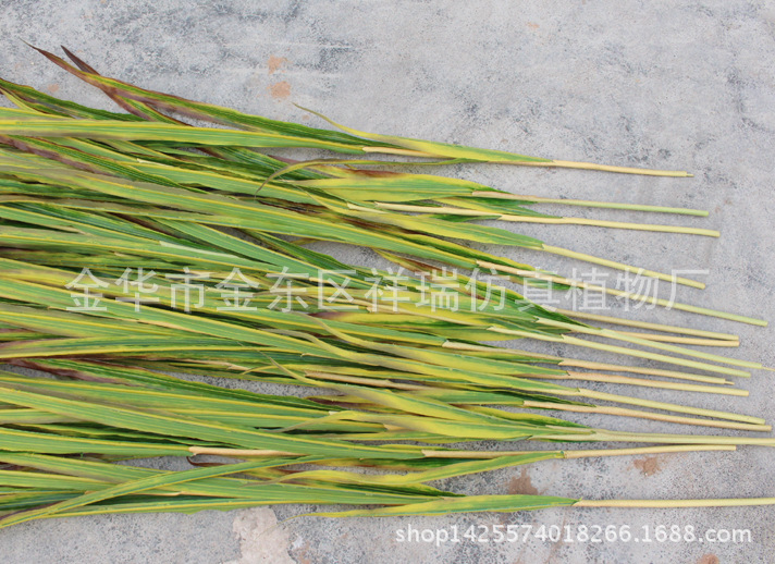 XRB-149 单枝秋色水稻6 (2)