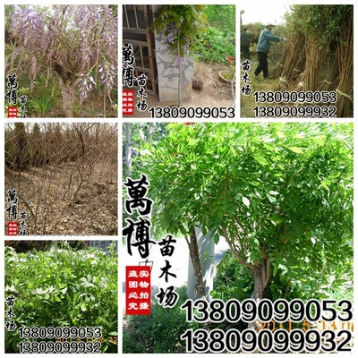 wholesale:Lianas Climbing plants Wisteria Wisteria trees When flowering 5 cm coarse