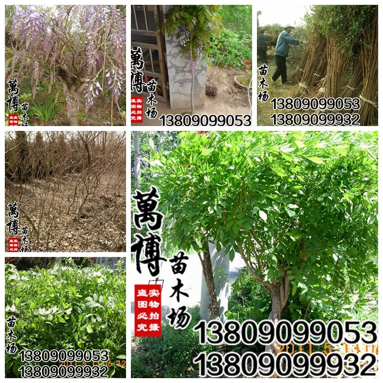 wholesale:Lianas Climbing plants Wisteria Wisteria trees When flowering 5 cm coarse