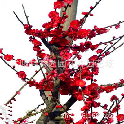 wholesale courtyard green Multiple Plum seedlings Ebony Plum Potted plant modelling Plum Base Deliver goods