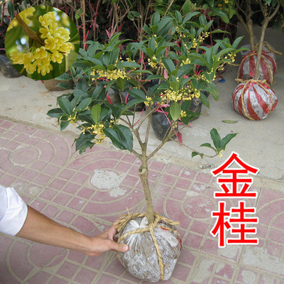 Evergreen August Kim grafting Potted plant Viewing Osmanthus Trees Osmanthus seedlings Golden Autumn Blossoming