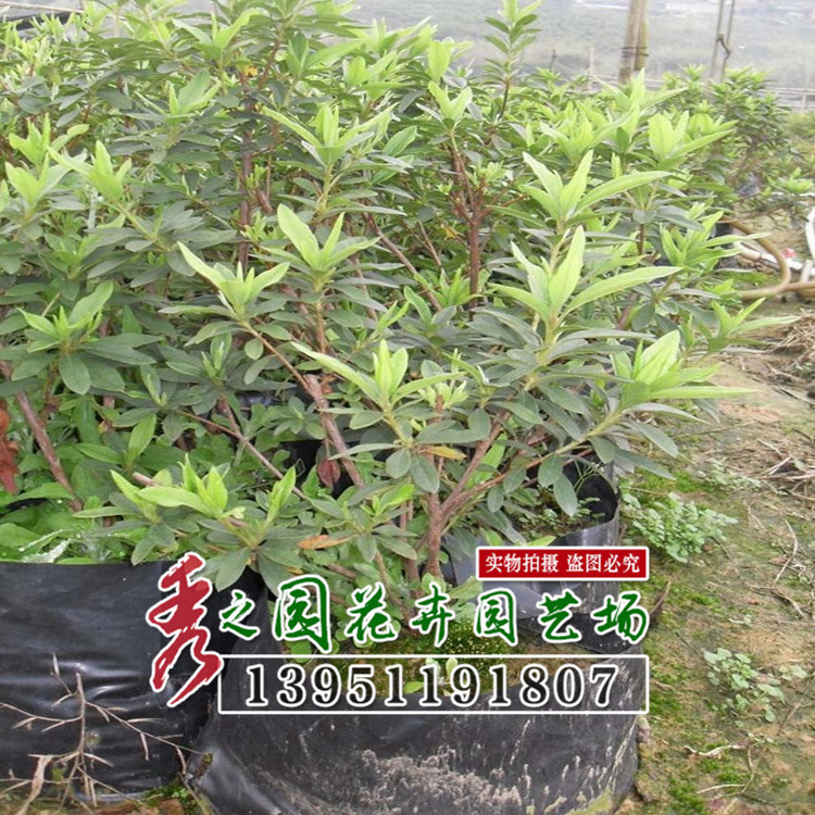 毛杜鹃夏娟毛鹃花苗工程绿化苗木毛娟小苗花庭院花坛开花植物树苗-阿里巴巴