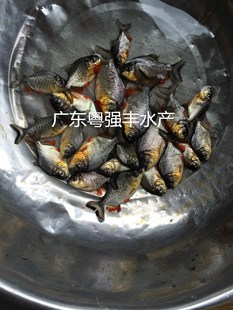 �V�|��ˮ���K�~�����l  �~���Bֳ���س����K�~�� �����~�繩��