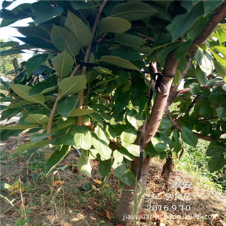 果树-三年生美早樱桃苗 三年生布鲁克斯樱桃苗