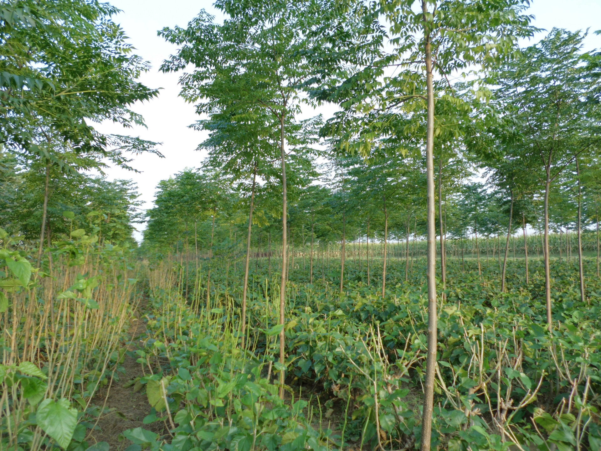 【棵组词】_棵组词厂家_棵组词批发市场 - 阿里