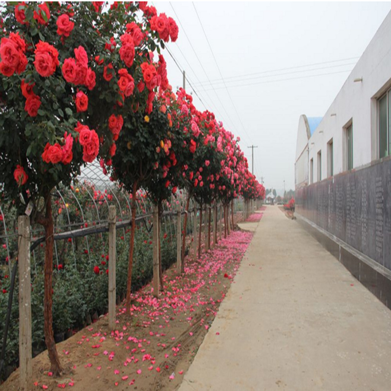 wholesale Tree Tree stump Chinese rose Sapling Multi-color Color US Four Seasons Aroma Main pole 3 centimeter