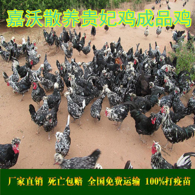贵妃鸡多少钱一只  贵妃鸡的最新价格   贵妃鸡大型养殖场|ru