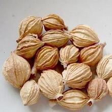 云南砂仁价格_最新云南砂仁价格\/批发报价_云