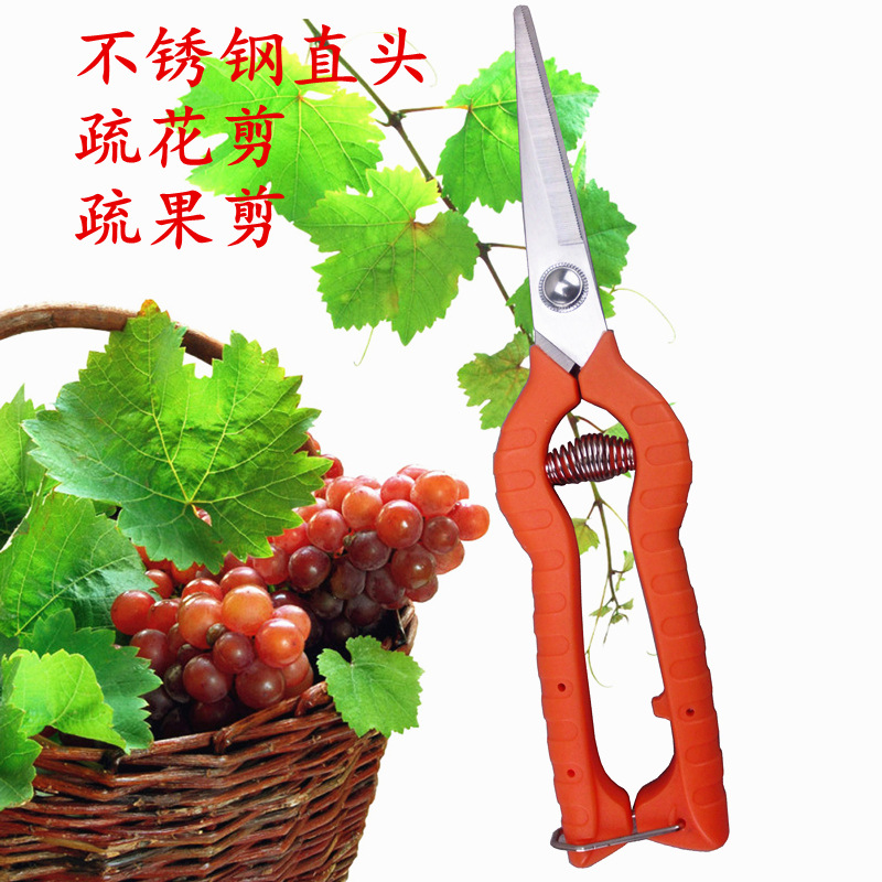 厂家批发直头疏花剪 不锈钢稀花剪稀果剪 摘花摘果剪 盆景花卉剪