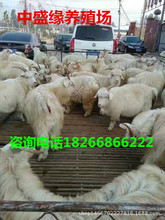 哪里有賣屠宰羊商品羊價格什么地方出售批發宰殺羊的