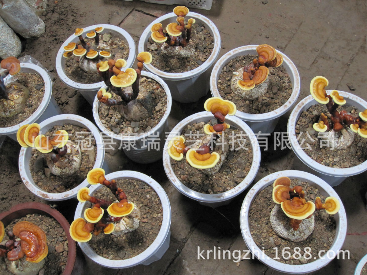 批发供应活体灵芝盆栽 观赏鲜灵芝菌包 聊城 康瑞灵芝-食品商务网