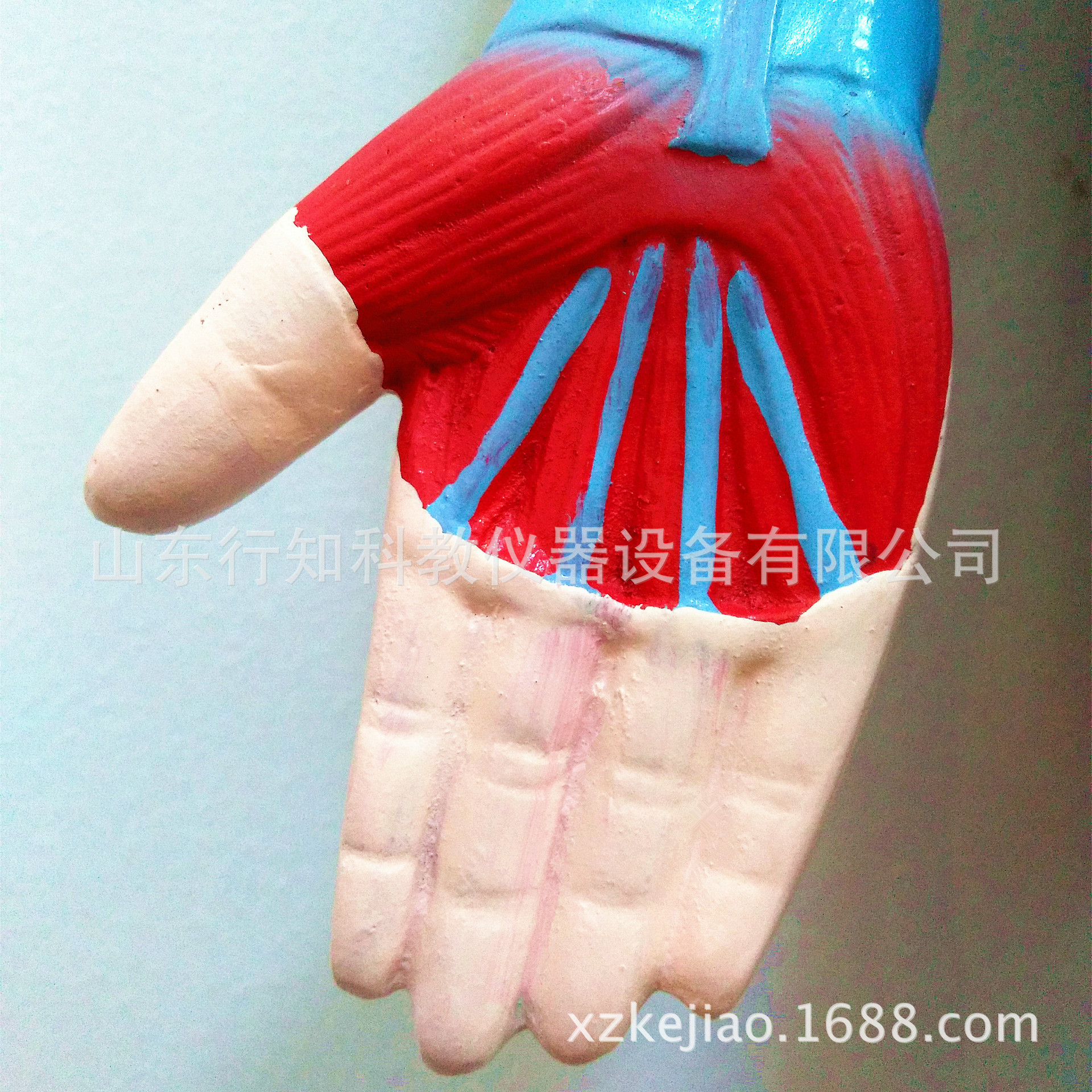 人體肌肉模型11