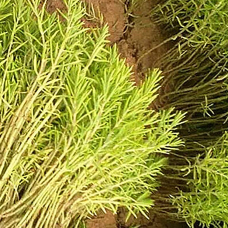 大量批发佛甲草又名万年草、佛指甲、半支连庭院绿化观赏