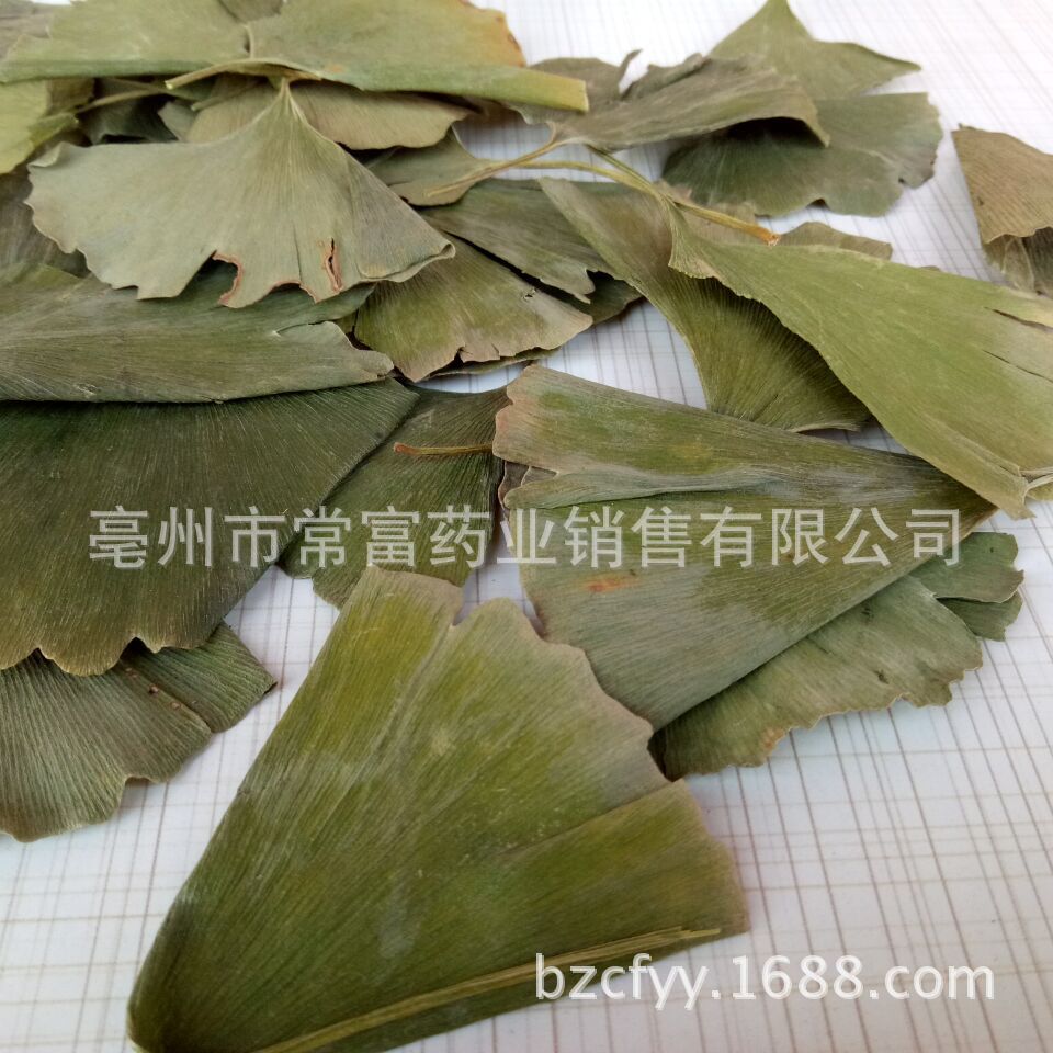 Ginkgo Leaf Tea Yin Xing Ye Dried Ginkgo biloba Leaves Triangular Teabags Fresh Green Cut Leaf 500g key features