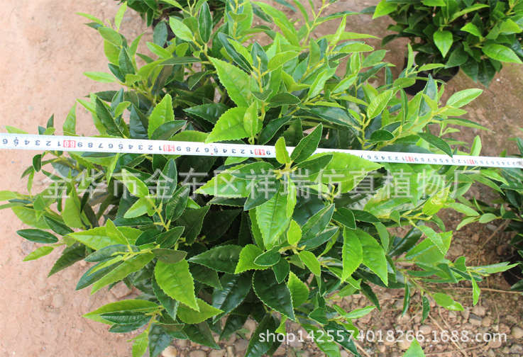 XRS-131盆栽10杆福鼎大白茶叶树（黄河种）1088叶4