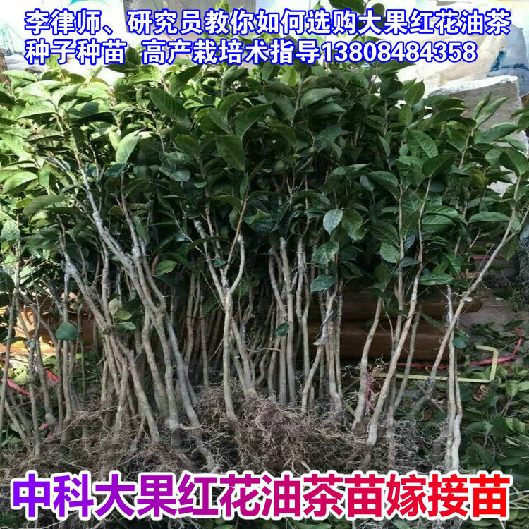 大果红花油茶苗 油茶果树苗木基地嫁接苗32