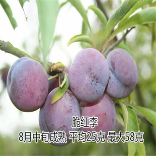 ��t����� �����������t������� ��t������r�� �����Z����