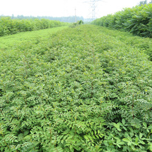 山东花椒苗基地 无刺花椒苗价格 花椒苗多少钱一棵