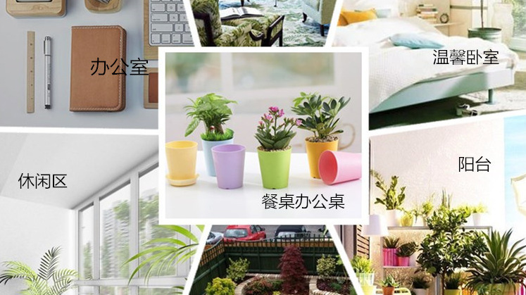 花盆有小飞虫怎么办 阿里头条