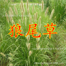 ���l���ݷN�� �s����β�ݷN�� ��β�Ͳ� �o�µر��G�� ���lѿ���]