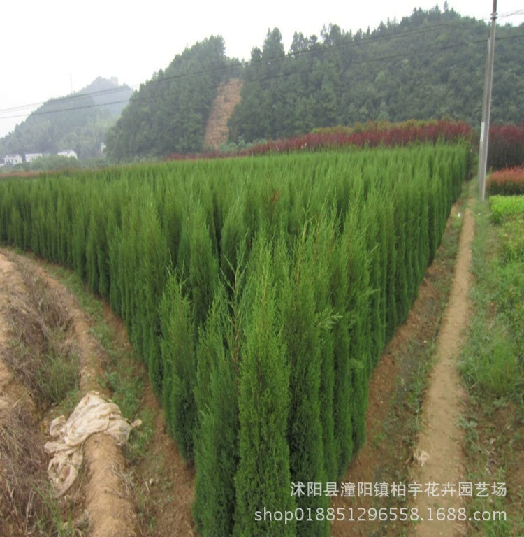 Базовая поставка Longbai Мяо Полная Спецификация проекта озеленения мяч Longbai высокого качества мяч Longbai оптом