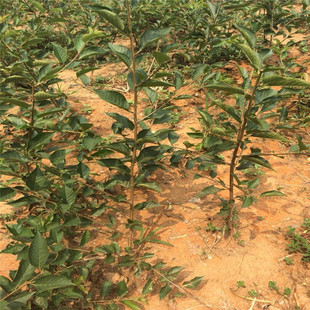 ���������������� Y1 K5����������ľ�� ��Ҫ������r���ܱ���