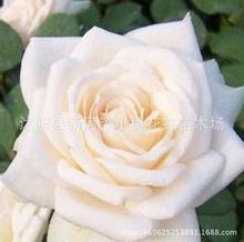 玫瑰种子 多规格 四季播种庭院阳台花卉植物