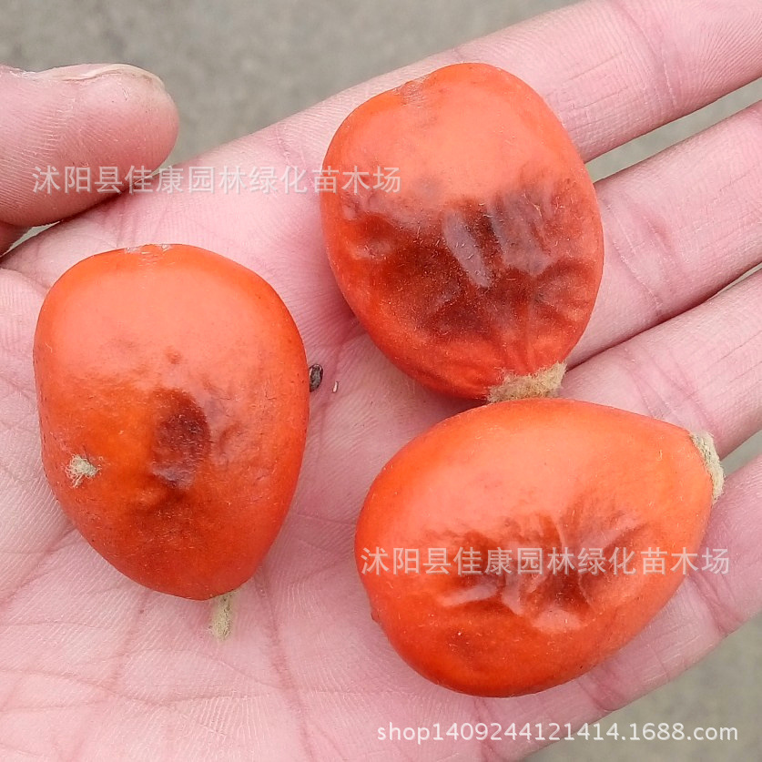 ����1_����